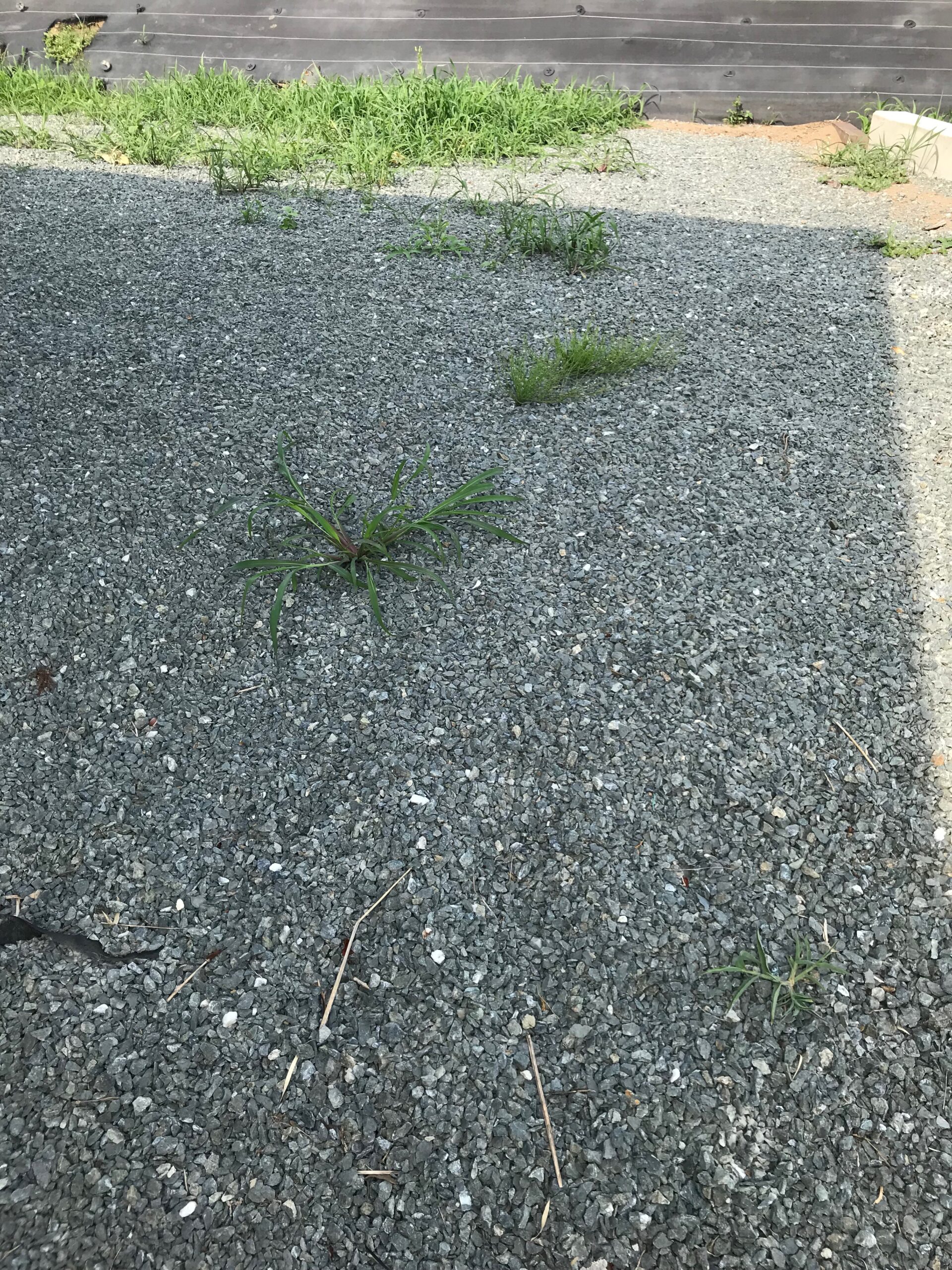 雑草が生える